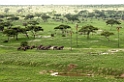 Tarangira Elefant04
